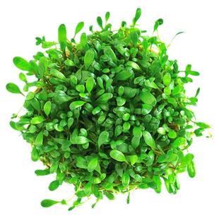 日本矮珍珠真水草淡水鱼缸前景草坪水族箱新手懒人造景装饰珍珠草