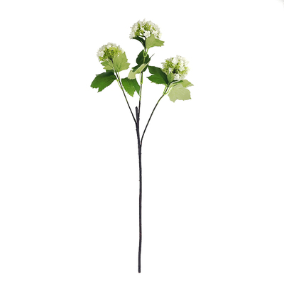 零碎的岛屿，定会找到海木绣球花