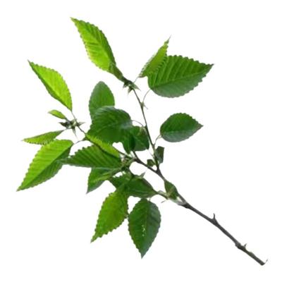 庭院种植苗木榆树苗速生榆树苗绿化工程苗占地拆迁苗耐寒好养盆栽