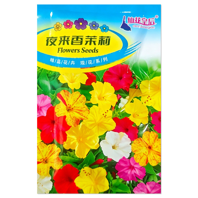夜来香茉莉种子地栽盆栽