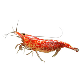 观赏虾黑壳虾清洁除藻工具观赏米虾宠物活体好养淡水族造景小型虾