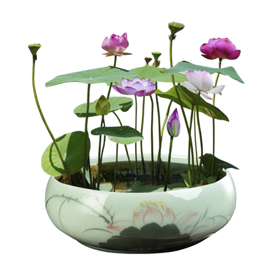 哥窑碗莲专用盆大口径陶瓷无孔家用水养多肉铜钱草水仙花盆绿植盘