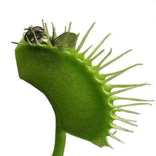 【基地直销】多种捕蝇草--捕虫草多肉趣味绿植盆栽食虫植物