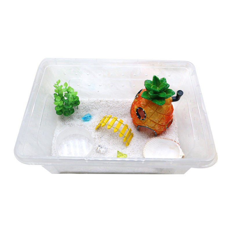 寄居蟹活体饲养盒套餐～饲养套装造景宠物小菠萝套餐儿童礼物