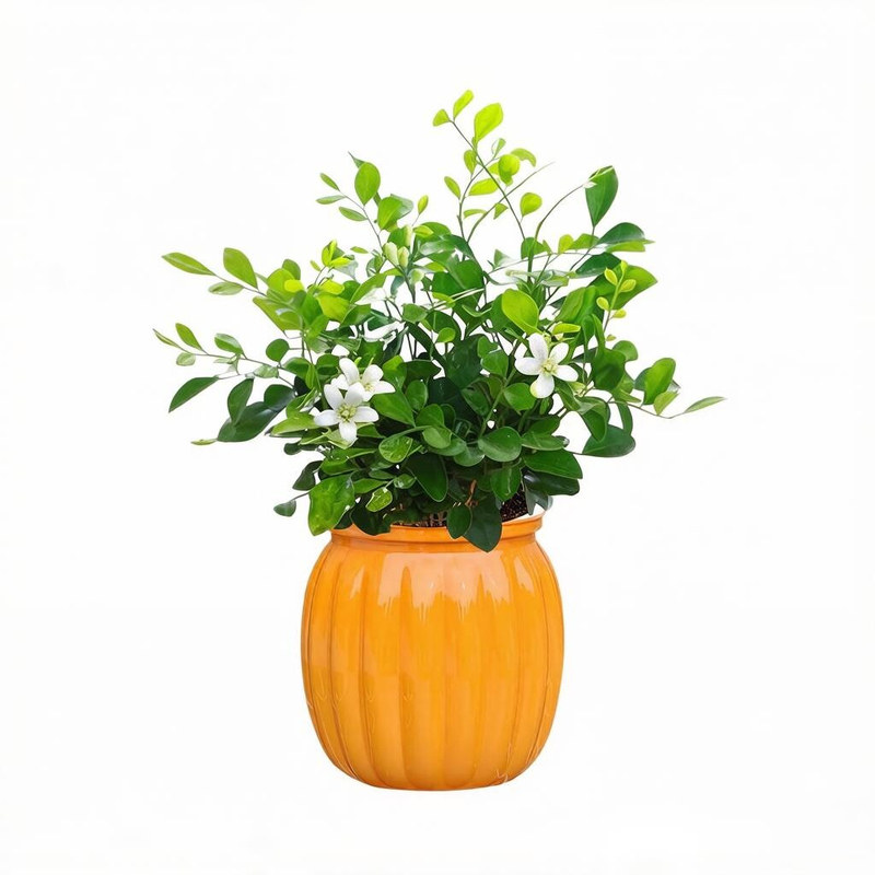 驱蚊好养水培观叶室内绿植盆栽