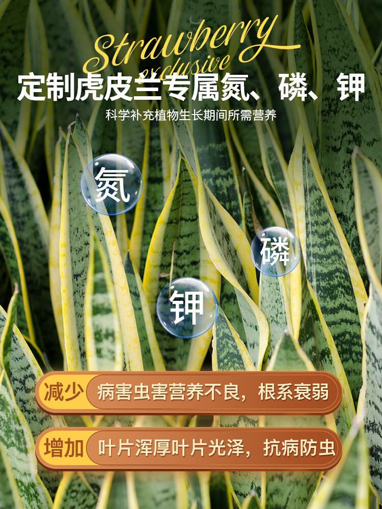 种养虎皮兰营养液花肥虎尾兰施肥金边虎皮兰专用肥料专用土营养土