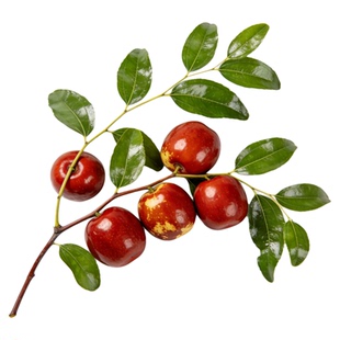 沾化冬枣树嫁接三代特大冰糖脆枣树苗盆栽地栽南北方种植当年结果