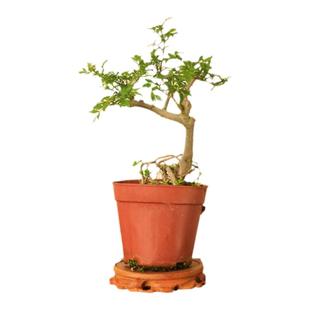 茶桌摆件白蜡一物一拍对节白蜡造型植物盆景庭院室内桌面盆栽树苗