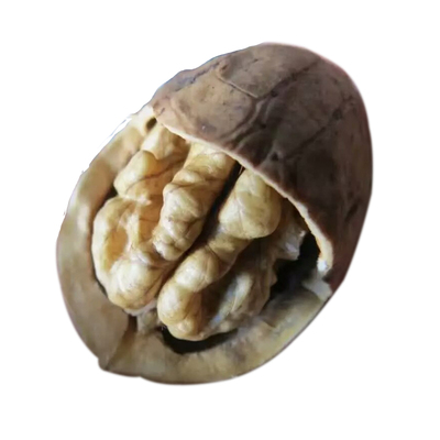 大凉山老品种生核桃干果25年新货