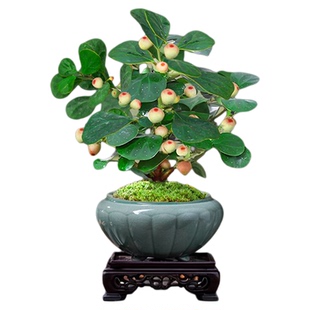 植乐曼小盼菩提树盆栽带果室内桌面绿植四季常青好养植物花卉送礼