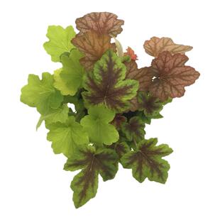 海蒂的花园矾根耐阴耐寒颜色丰富阳台庭院植物四季观叶绿植盆栽苗