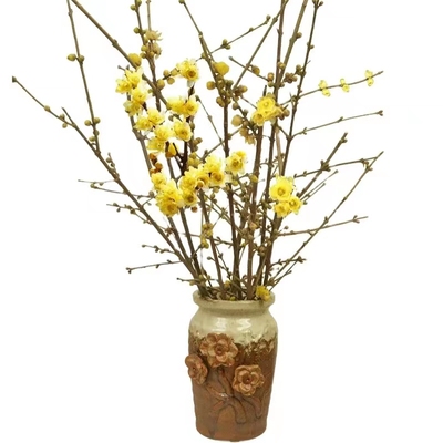 带花苞浓香遇水培开花带腊梅鲜花