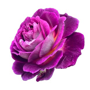 合唱团/哈德斯菲尔德月季花苗 大花浓香紫色丰花阳台庭院盆栽好养