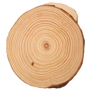 干树枝摄影小树桩ins拍照道具原木摆件桌面木头切片装饰品diy枯木