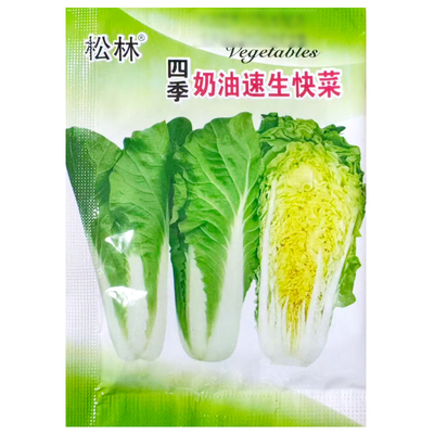 蔬菜四季奶油快菜种子耐热耐湿