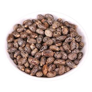 广西蓖麻子蓖麻籽饱满蓖麻仁精选正品篦麻子大麻子萆麻子粉大颗粒