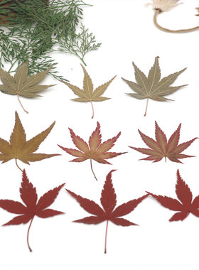 植物教学幼儿园手工红枫叶干花