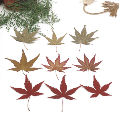 植物教学幼儿园手工红枫叶干花