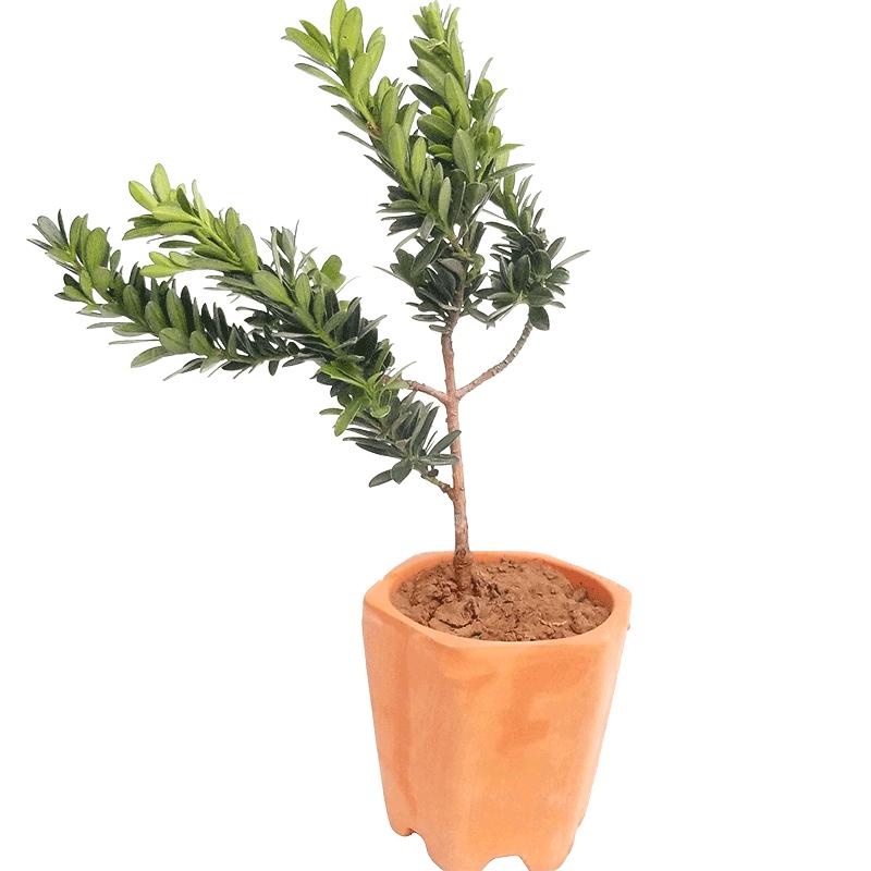 罗汉松树苗雀舌红黄芽金钻菊花芯