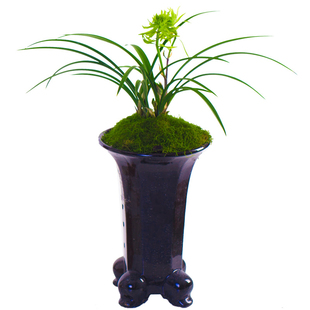 花开富贵兰花盆栽植物名贵春兰兰花苗带花苞大众国兰场直播高档