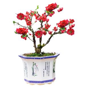 日本海棠花盆栽树苗长寿冠盆景树重瓣老桩庭院绿宝石室内四季开花