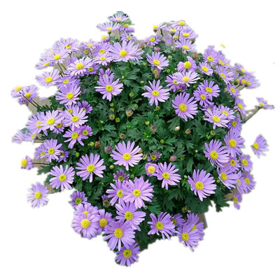 姬小菊苗开花多年生阳台