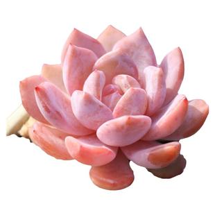 橙梦露 多肉植物单头 果冻色多肉盆栽肉肉花卉带盆土栽种好雪天使