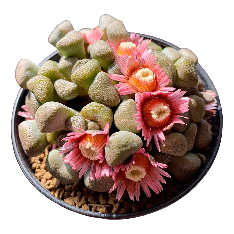 唐扇 Aloinopsis schooneesii  多肉植物 块根 实生 番杏