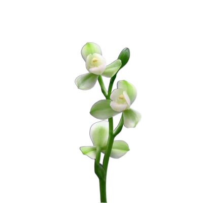 名贵矮种兰花掌上明珠荷瓣兰花