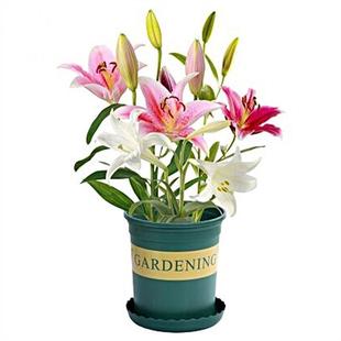 香水百合花种球大重瓣四季开室内易活花卉鲜花盆栽植物花种籽子