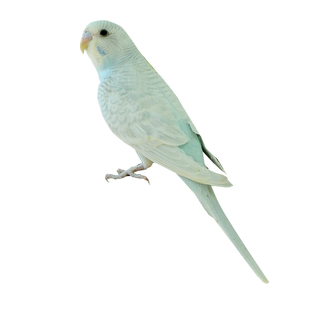 成年虎皮鹦鹉 繁殖鸟 下蛋鸟 种鸟中小型彩色鹦鹉鸟宠物鸟活体