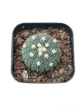 星兜实生仙人球多肉植物小盆栽