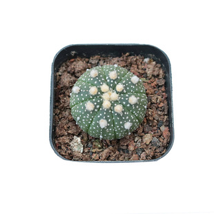 星兜实生仙人球超兜小苗仙人掌多肉植物开花阳台庭院室内盆栽