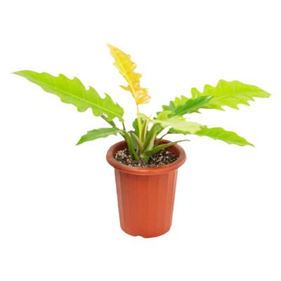 黄金火之戒蔓绿绒Philodendron Golden Crocodile盆栽绿植ins热植