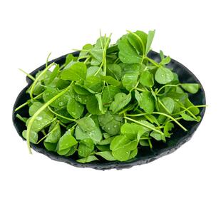 新鲜草头 上海本地农家三叶菜金花菜野菜新鲜蔬菜本地草头 湿的