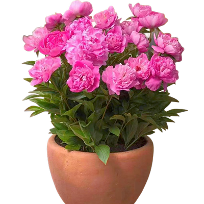 【热销100W+】重瓣芍药大苗种根