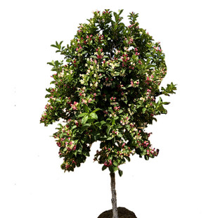 五彩锦带花树盆栽锦带苗别墅庭院耐寒大型风景树五彩锦带树苗花卉