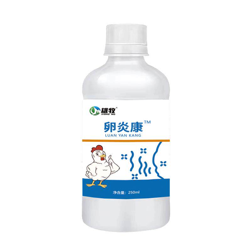 鸽子不下蛋不受精药下蛋增蛋宝