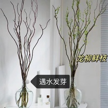 水培植物鲜枝活龙柳    客厅卧室桌摆落地易成活家居软装四季绿植