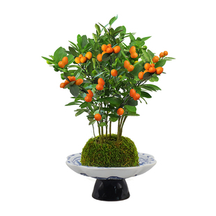 金豆盆栽办公室内带果耐寒水培苔藓球植物客厅禅意盆景茶桌面绿植