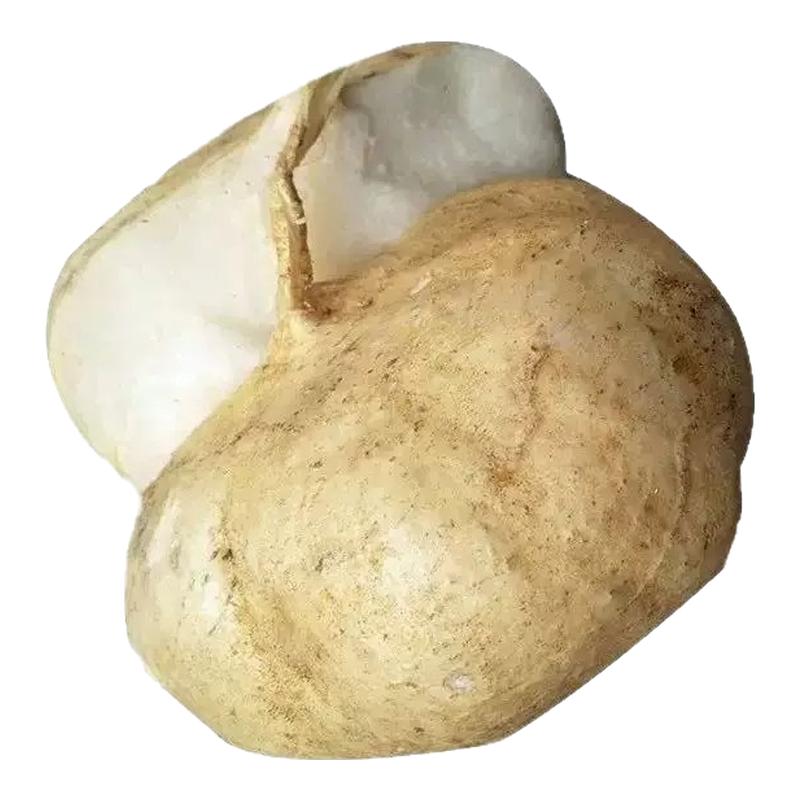 牧马山地瓜种子早熟高产凉薯水果沙葛凉瓜土瓜春夏秋农家自种蔬菜