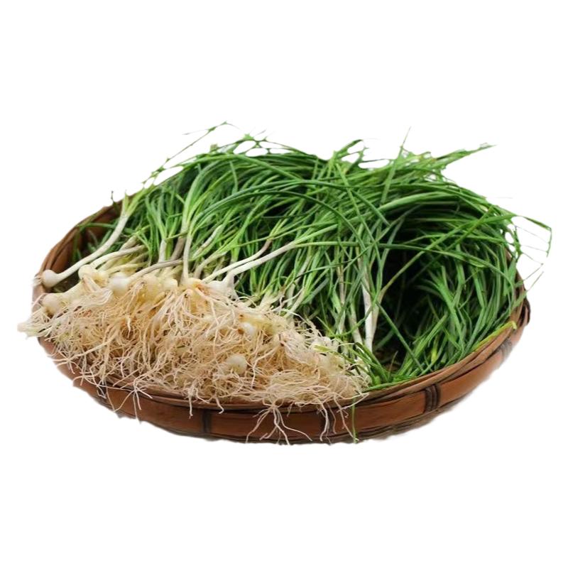 苦蒜500克新鲜野葱现挖