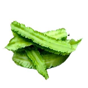 京农研豆角种子长豇豆白不老无筋豆架豆四季豆农科院易种蔬菜种籽