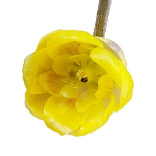 鄢陵原产腊梅【花蝴蝶】嫁接浓香型花期长阳台盆栽苗带花苞包对版