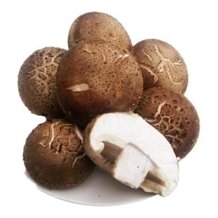 河南西峡新鲜香菇蘑菇菌菇蔬菜火锅涮菜鲜食用菌现采现发煲汤肉厚