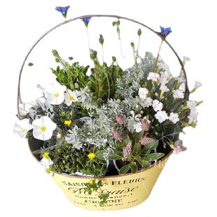 小椿日和 银旋花Convolvulus cneorum雪天使银叶盆栽植物耐热耐寒