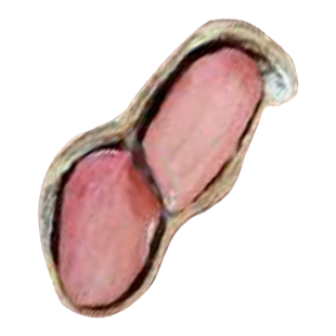 山东高产花生种子原种剥壳种籽早熟红皮本地鲁寿花生种大粒孑带壳