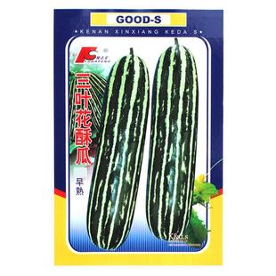 三叶花酥瓜种子花皮酥菜瓜种籽黑皮酥瓜花皮菜瓜四季播蔬菜种子孑