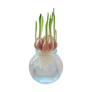 大蒜种子红根蒜苗种籽蒜苔蒜种山东紫皮太空蒜大青稞干蒜大蒜头种