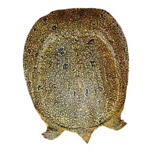 半斤小甲鱼苗活苗批发幼野外过冬活物外塘养殖中华鳖苗龟水鱼团鱼